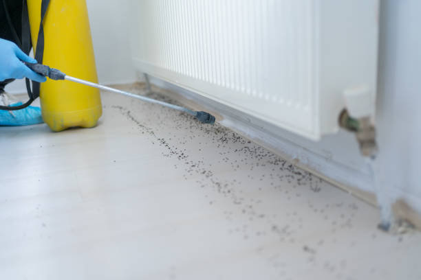 Best Ant Control Services  in Vinita, OK